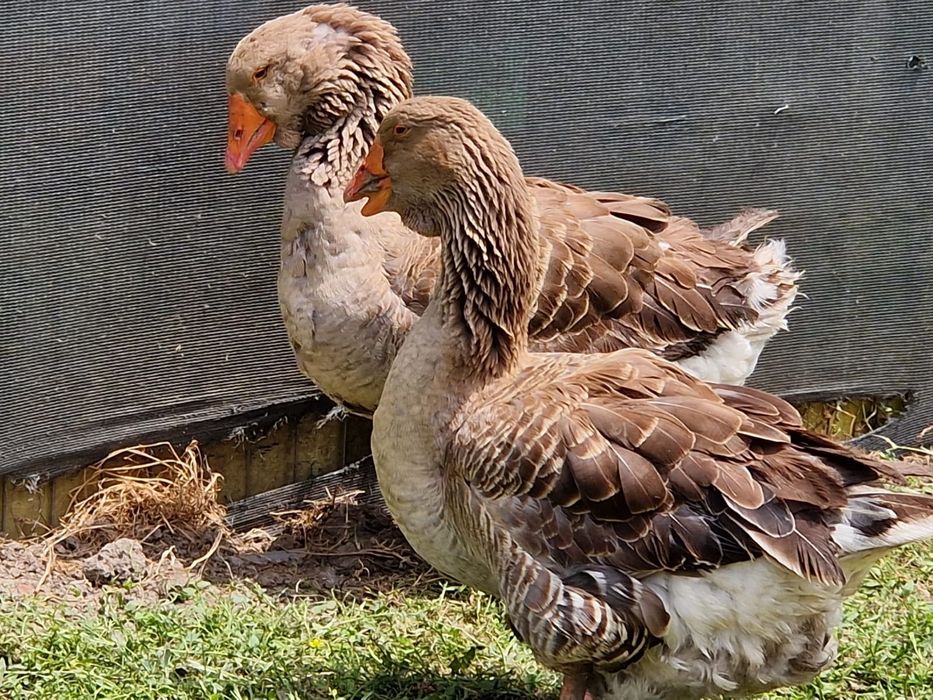 Oua gâște toulouse,  rasa de expozitie