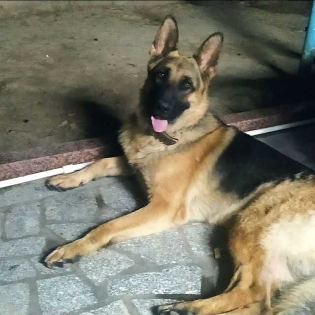 Вязка Собак немецкая овчарка