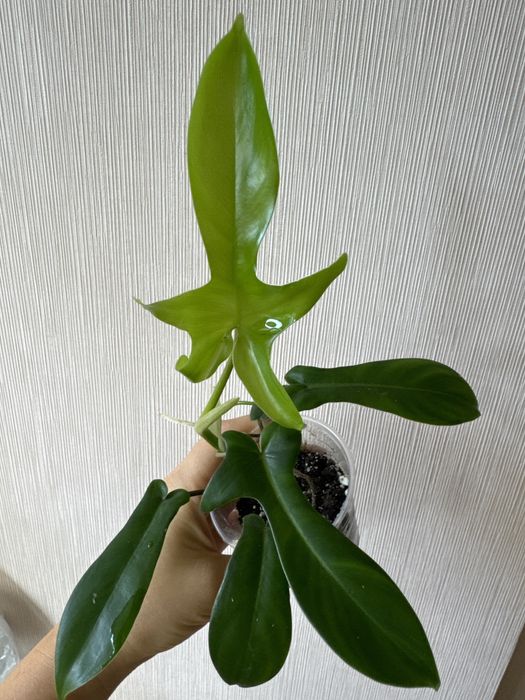 Филодендроны разные сорта