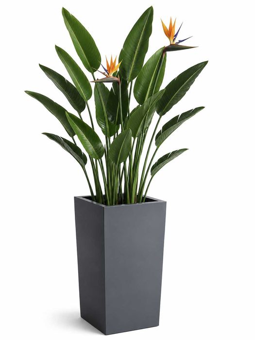 Jardiniere si ghivece premium din fibra de sticla-productie la comanda