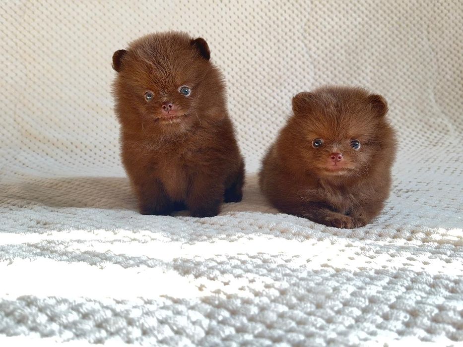 Померанские мини шпицы, окрас шоколадный