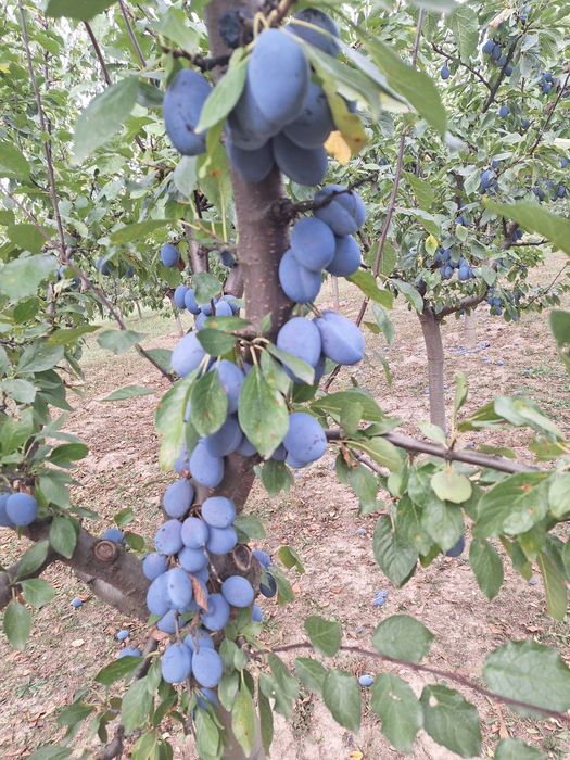 Vând prune  Jojo si Stanley