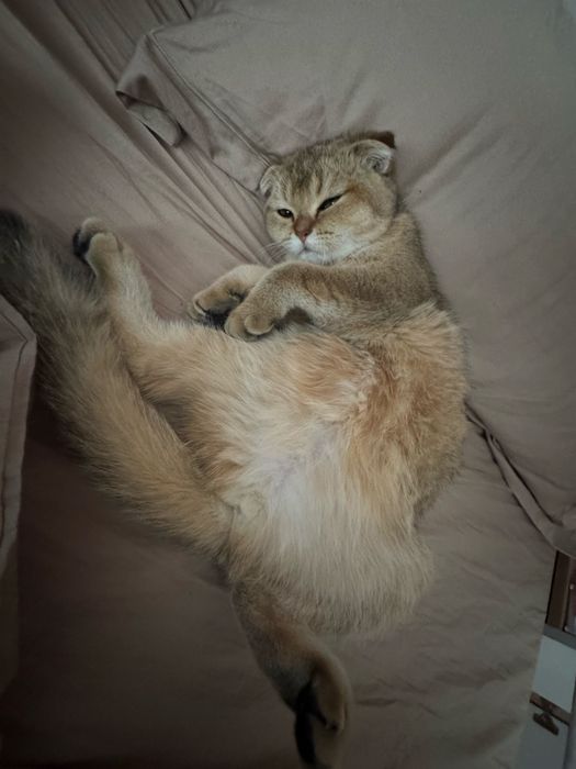 Продам шотландскую вислоухую кошку в хорошие руки