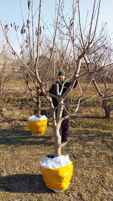 Катта дарат мевали кучатлар 3/8 ёшгача ишонарли сортлар сотувда