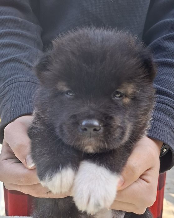 Апериканская акита резерв