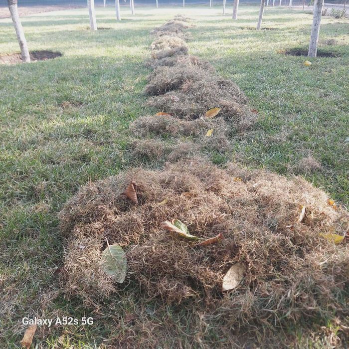 Amenajare grădini, toaletare pomi, scarificare-insamantare gazon!