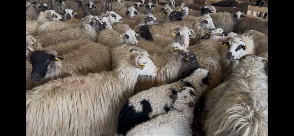 Vand 190 de oi cu miei