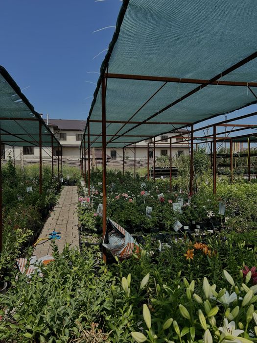 Питомник растений|Цветы,деревья,семена,удобрения