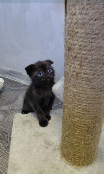 Котята бесплатно