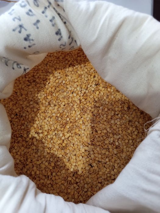 Продам семена перца недорого