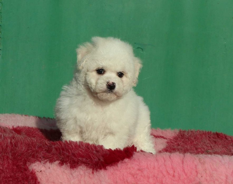 Bichon Frise deosebi cu pedigree FCI