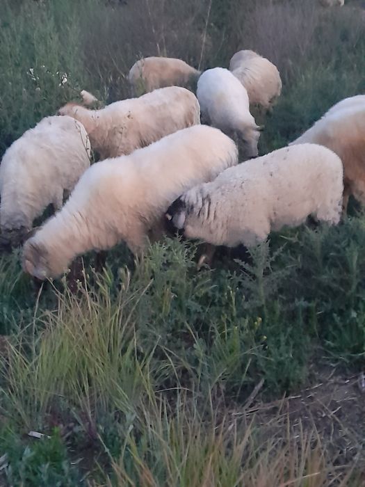De vanzare o oaie cu miel, la prima fătare