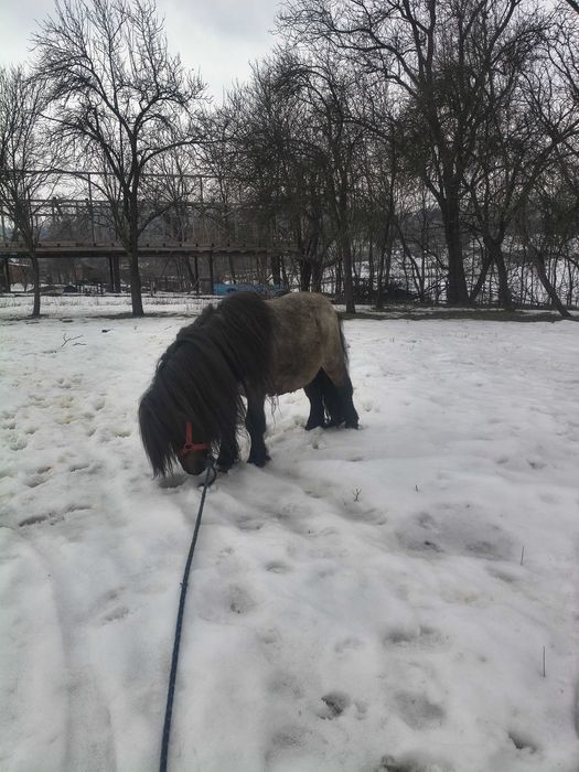 Vând ponei armăsar