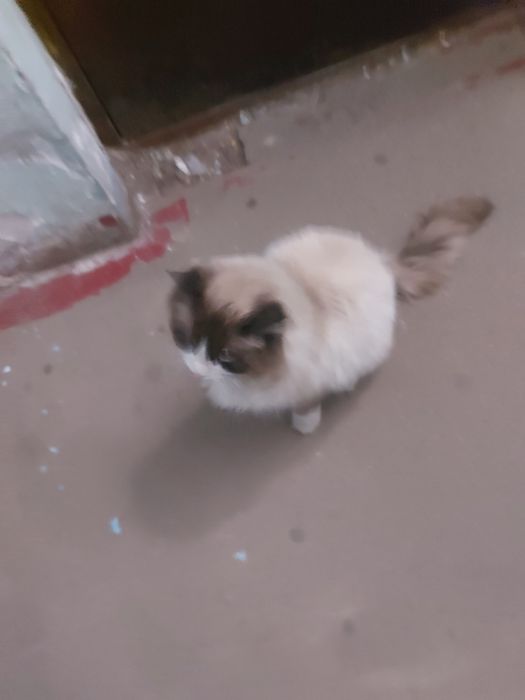 Найден кот Алматы