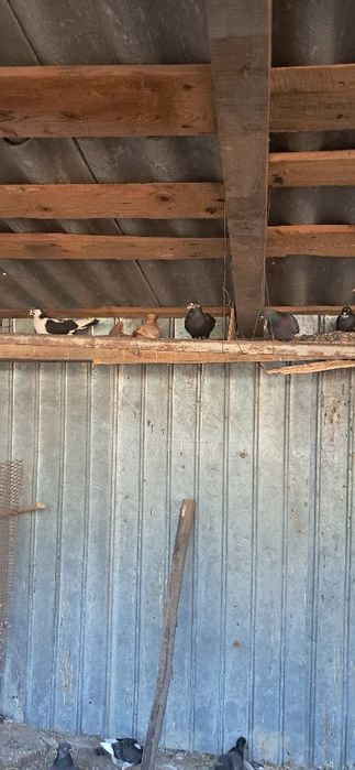 Porumbei de vânzare