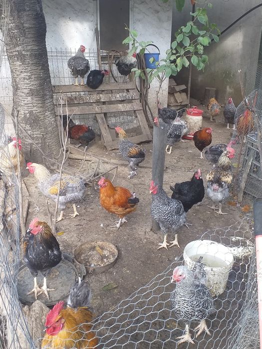Cocosi tineri de 5 luni crescuti liber.