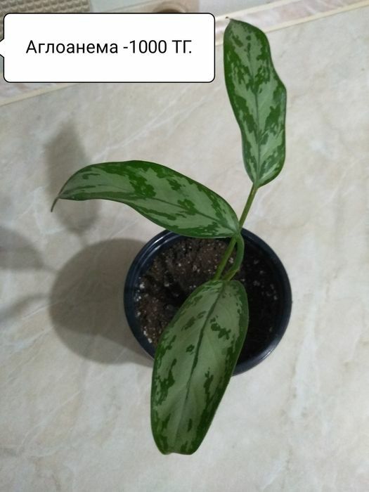 Продам комнатные цветы