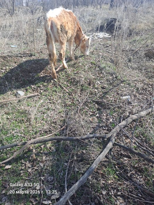 Сельхоз жевательная