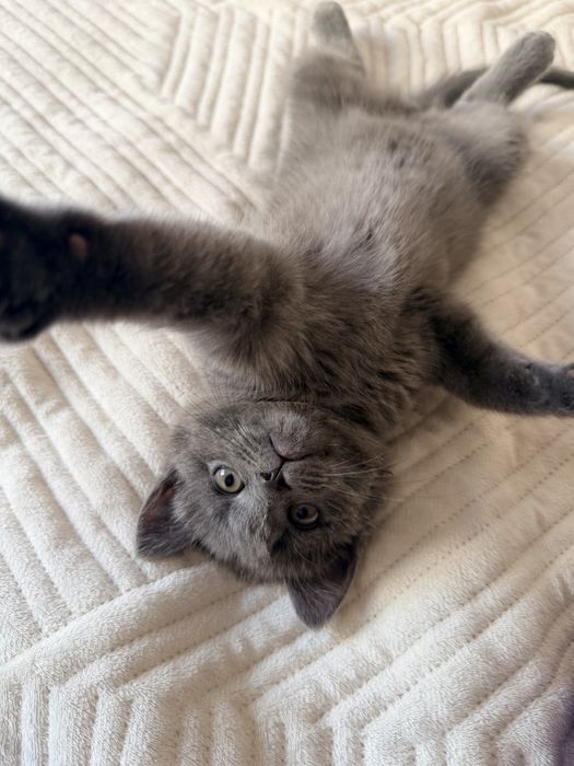 Продам Британского котенка