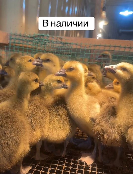 Гусята линда и крупно серые