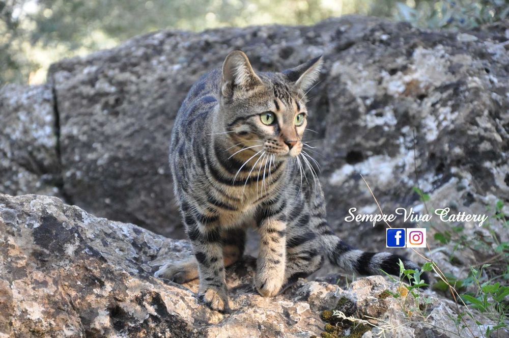 Бенгалска котка женска