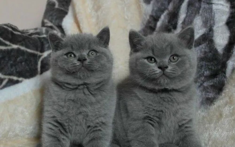 Шикарный котенок!