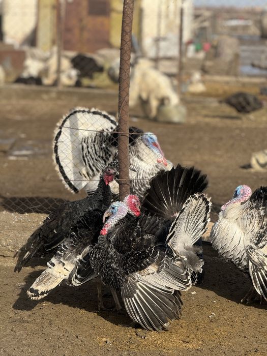 Индюк кораздары сатылады