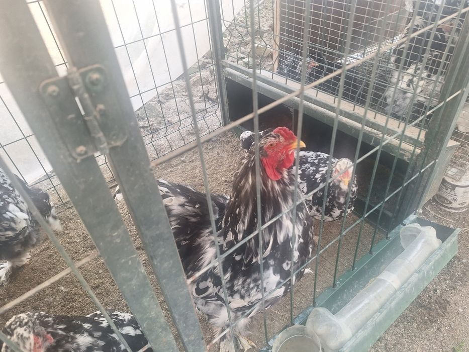 Продаются куры брама