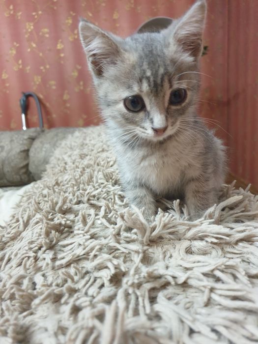 Маленький и ласковый котенок