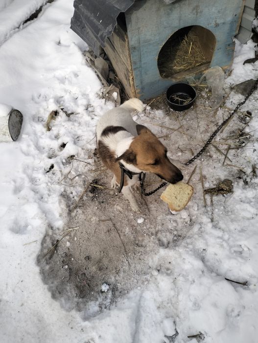 Фокс терьер , рабочий. Лиса , барсук , заяц