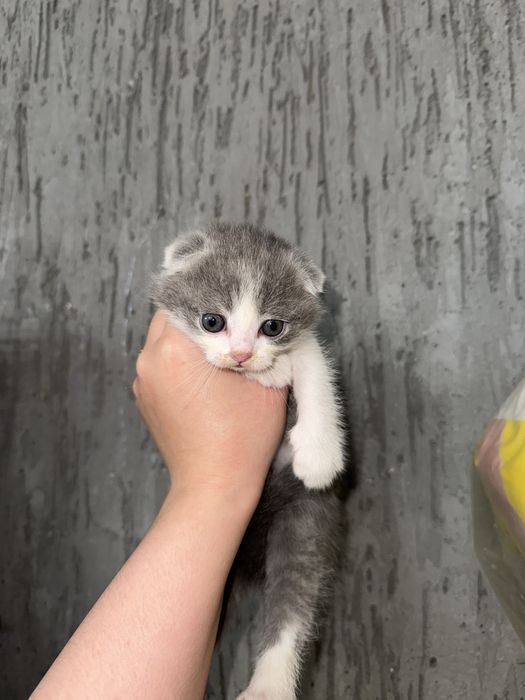 skotish fold 1.5oylik sotiladi bolalari