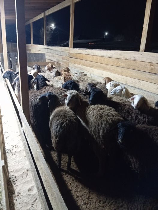 Продаются бараны