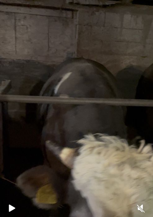 Продам Быков в круг 10 голов