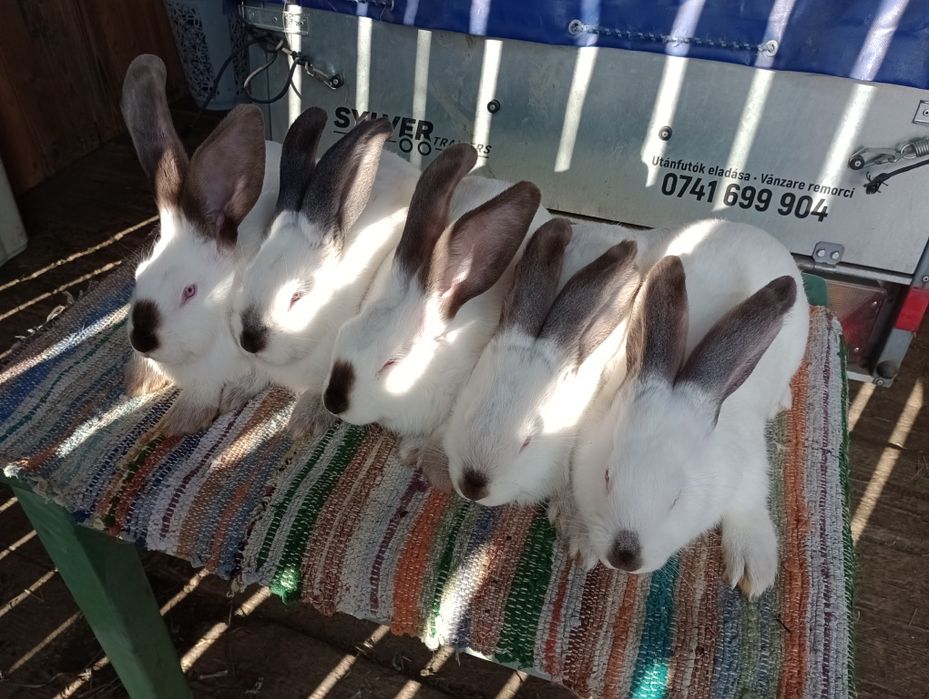 Uriasi de transilvania