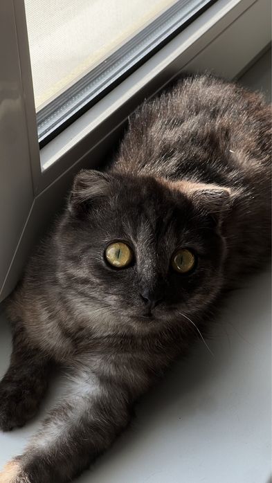 Британский вислоухий кот