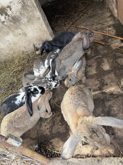 Vand iepuri de rasa mare peste 3 luni