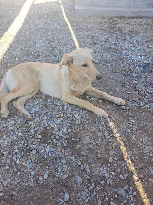 Щенок ищет друга