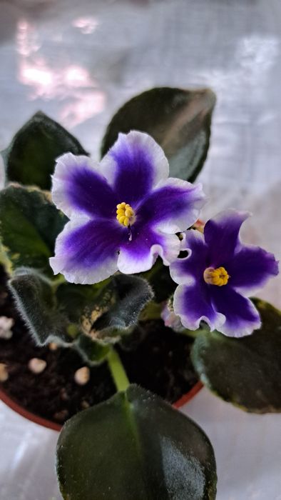 Продам комнатные Фиалки