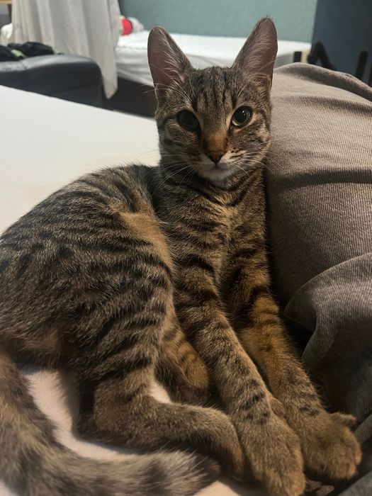 Женско котенце търси дом