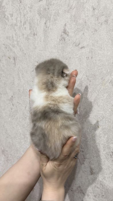 Продам очаровательных милых котят