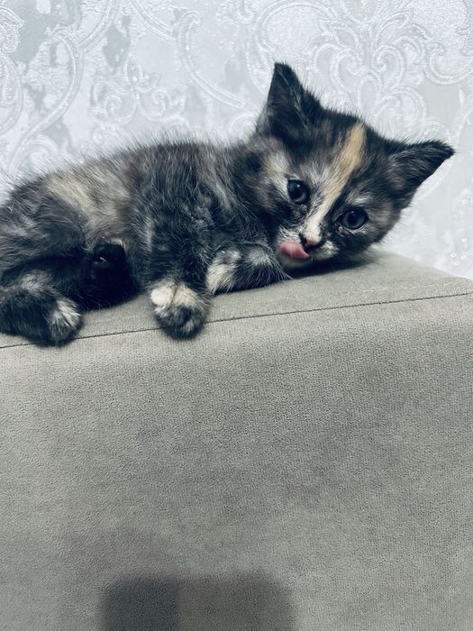 Отдам котенка, нашли на улице
