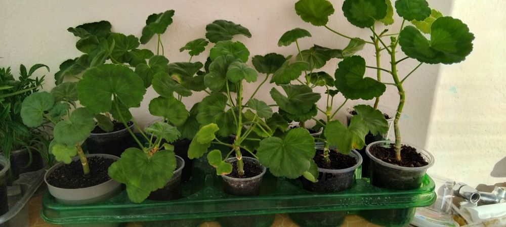 Мушкато, сакъз, сансевиера, дърво на живота, божи венец, дебела мара,