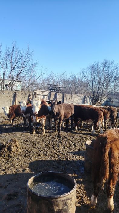 Продам бычков с откорма.