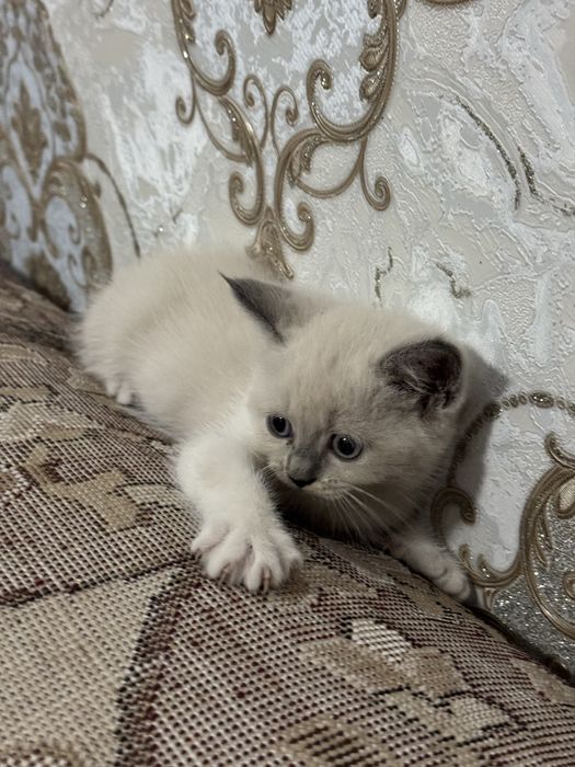 Срочно Продается Котята