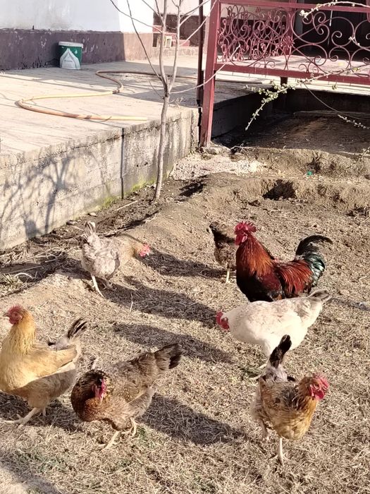 Тауық(тауык, куры)