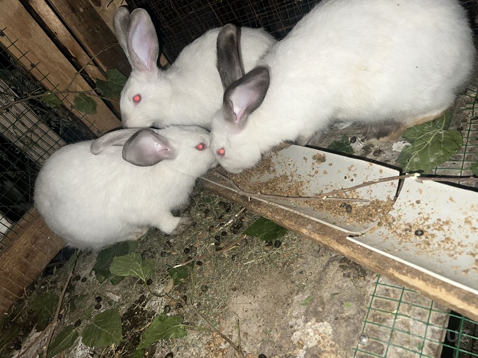 Quyonchalar va ona quyonlar