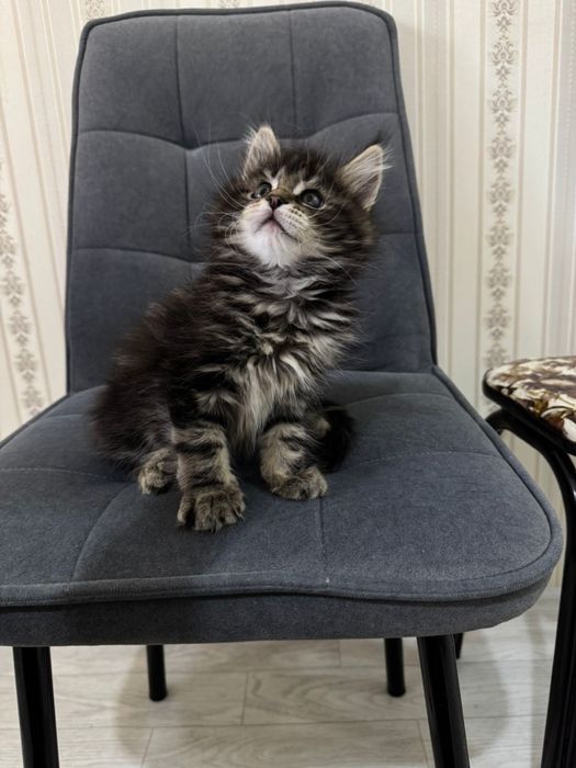 Мейкун котенок 1,5 месяца