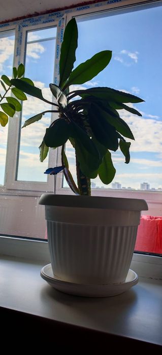 Молочай беложилковый