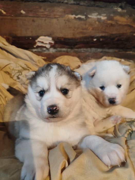 В продаже хасята