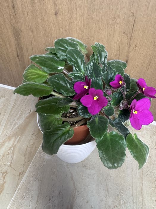 Комнатные цветы для дома , кафе, рестораны